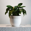 Home decor, planter - a pop of colour where your plant meets pot and clean classic white 